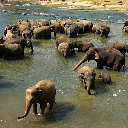 Bath time - Pinnawala Elephant Orphanage