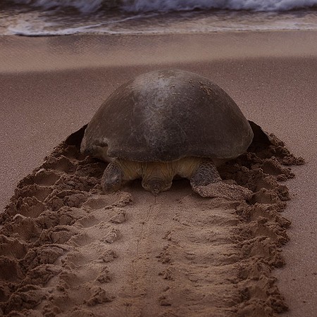 Back to the sea - Green turtle, Ras Al Jinz