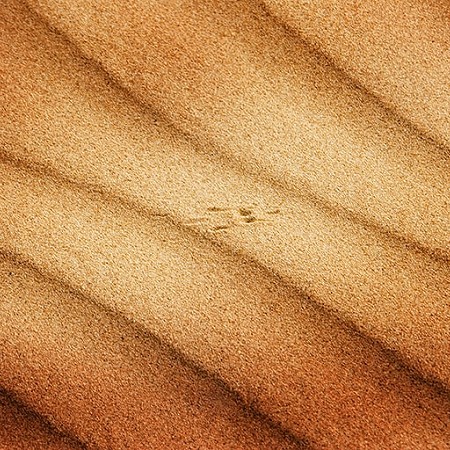 Sand print - Wahiba Sands