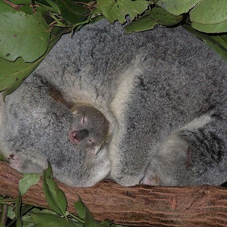 All wrapped up - mother and baby Koala - Currumbin Wildlife Sanctuary, Queensland