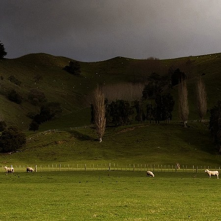 Green pastures - Rotorua, North Island