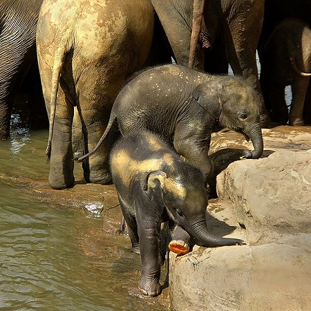 Baby elephants - Pinnawala Elephant Orphanage