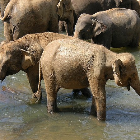 Elephant orphanage - Pinnawala